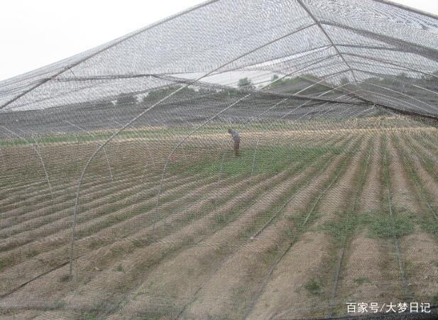 舒城县干汊河镇乌羊村：党建引领产业 助推