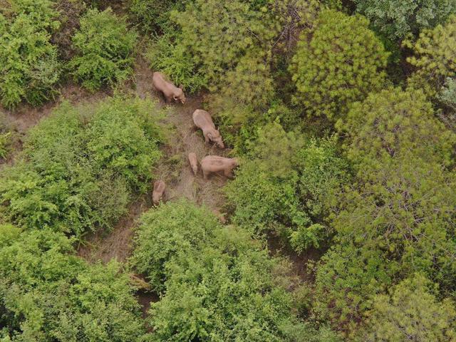 离群独象距离象群约12公里，云南森林消防