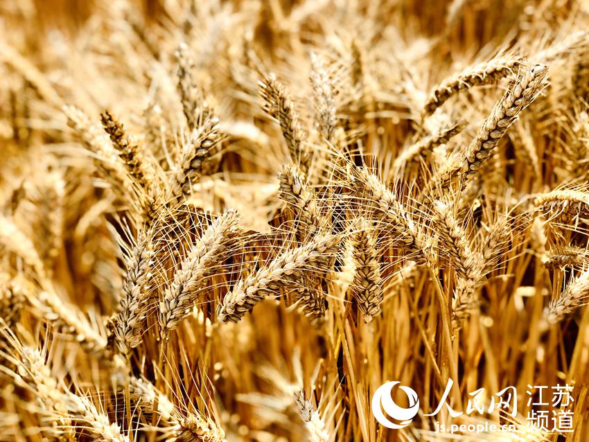 苏北小麦陆续开镰 农民喜迎丰收季