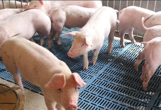 国家发展改革委发布生猪价格过度下跌三级预