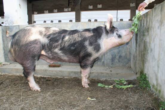 猪价格半年跌六成 期货价格连创新低 养猪