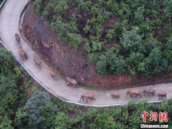 云南北移象群总体迂回移动 独象距离象群5