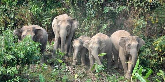 给亚洲象一个温馨的家园——滇西南亚洲象栖