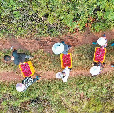 人才支撑强起来 乡村人气旺起来（乡村振兴