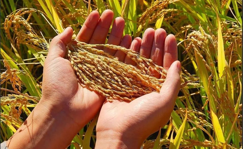 国家发改委：河南暴雨不会导致粮食价格大幅