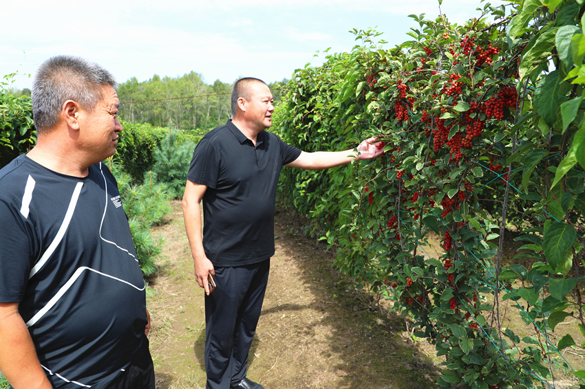 图2：驻村干部宋振国（右一）查看五味子长势情况。.jpg