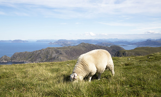 羊吃草 人抓羊？请出“法典”来帮忙