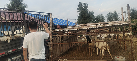 我为群众办实事丨因案施策巧执行 以羊抵债