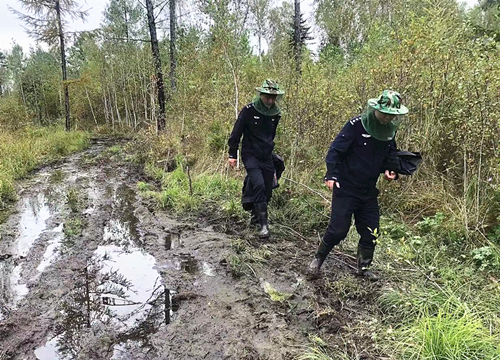 吉林抚松法院金秋千里龙江开展人参执行战役