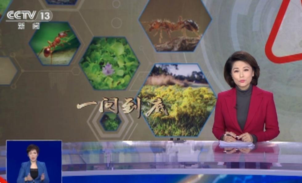 外来物种入侵案例频发，有何危害？