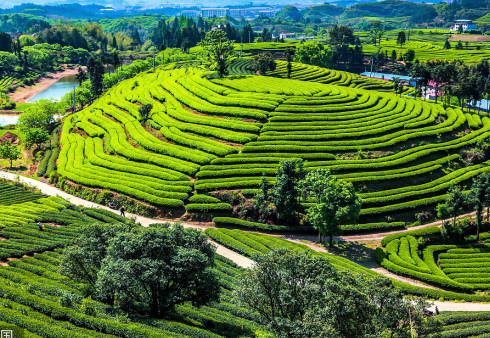 当绿茶与旅游擦出火花