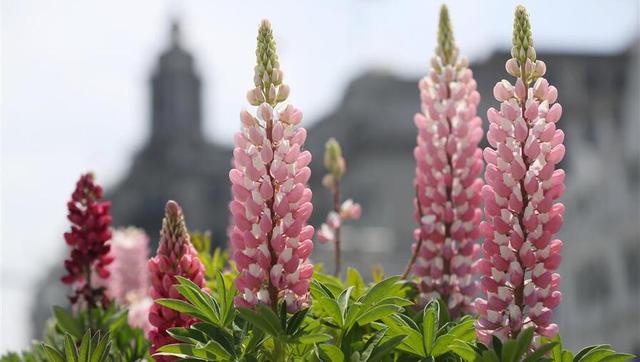 网传上海大规模布置花卉，绿化部门回应：根