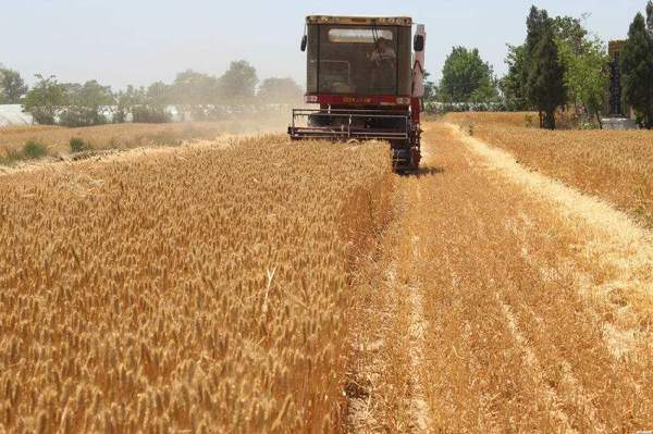 我国收获小麦超过1.2亿亩 主产区进度已