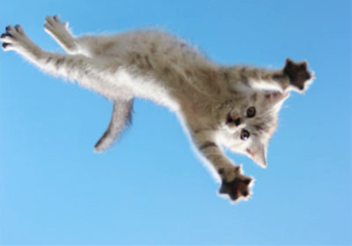 天降小猫，是天灾还是人祸？