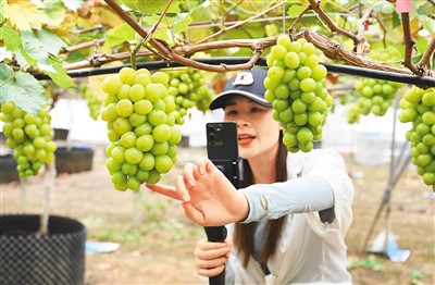 严惩无底线蹭流量，禁止欺诈消费者  直播