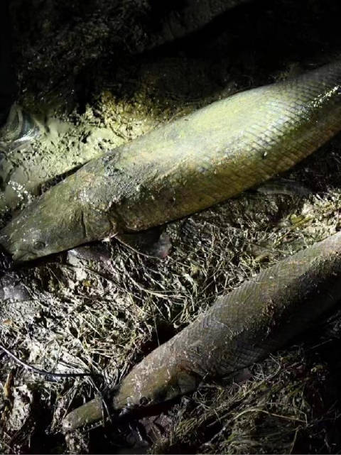 河南汝州“怪鱼”已被捕获 系2条鳄雀鳝