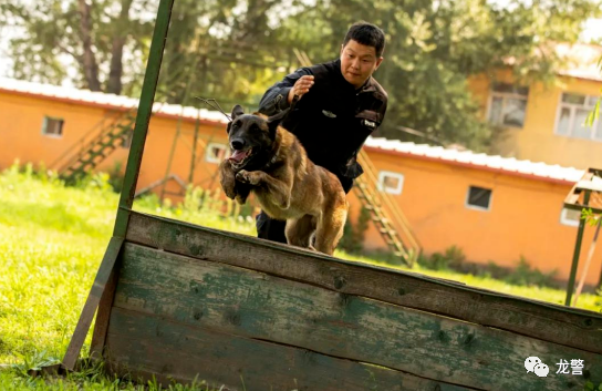 利用警犬提供破案线索80多条，成功破案4