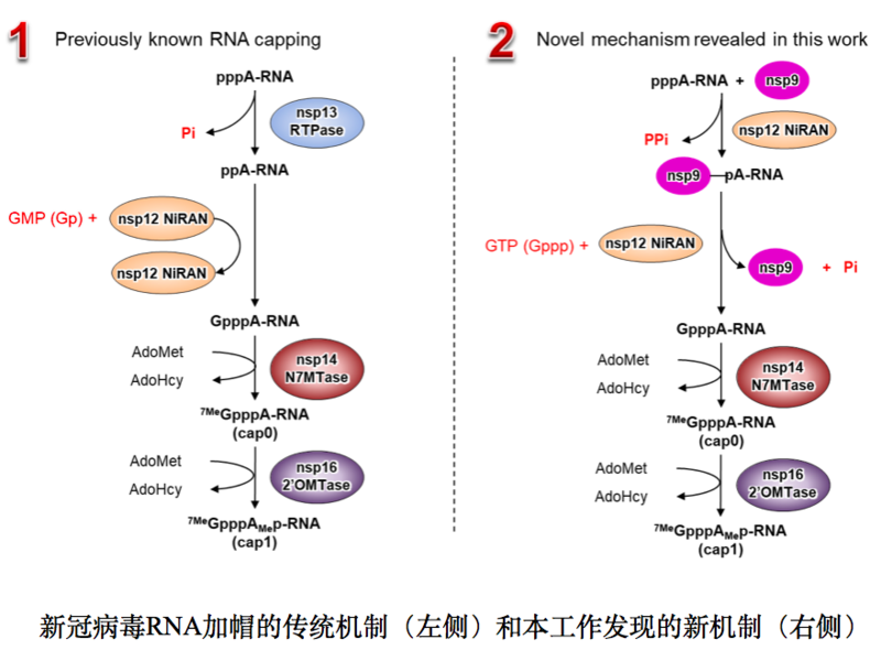 中国科学家在新冠病毒中发现RNA加帽新机