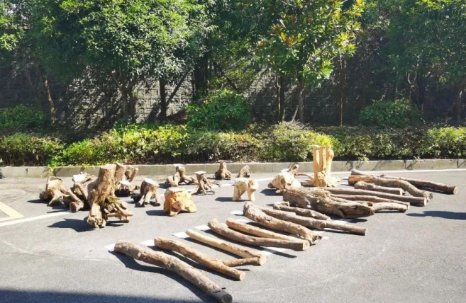 跨省黑手伸向一级保护植物，湖北警方斩断1