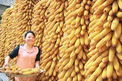 全国秋粮已收获94.7%秋粮丰收又一年