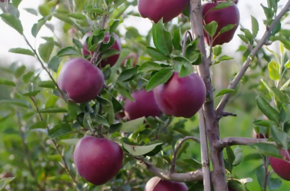 习近平牵挂的“小苹果” 挑起农业现代化“