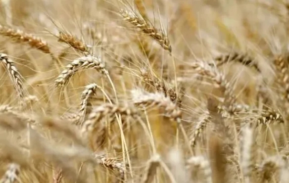 全国秋粮收购累计超七千万吨  收购进度快