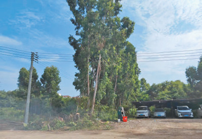 整治电线混乱 消除安全隐患（身边事·反馈