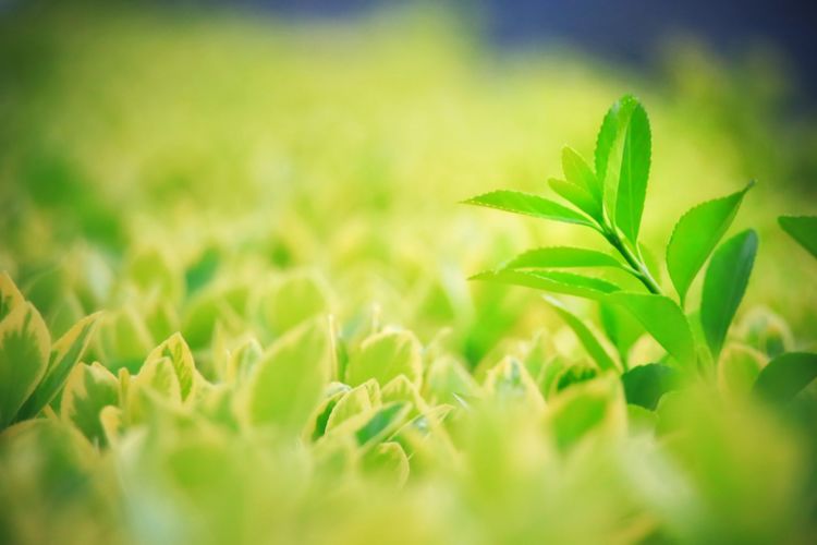 坚定信心  开局起步|春耕备耕忙  粮食