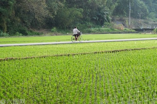 春耕备耕扎实推进  粮食稳产底气更足 