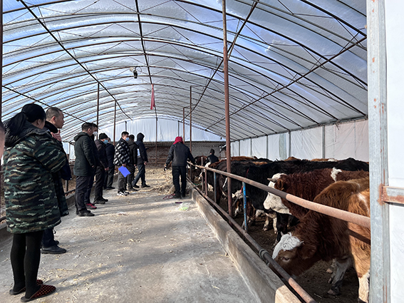 扶余法院：执行干警变身“赶牛人” 成功扣