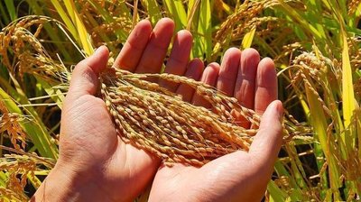 《习近平关于国家粮食安全论述摘编》出版发