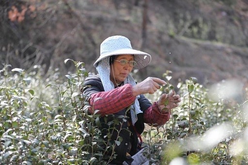 河南省南阳市桐柏县：清明前的茶乡，满山绿