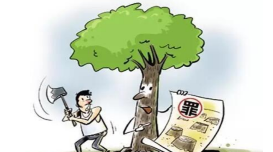 以案说法 | 山里的树别乱砍，当心违法！