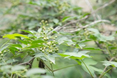 四川奋力推进乡村产业振兴