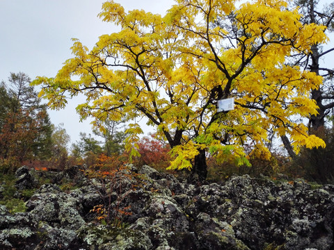 国家安全教育日 | 以案说法：此“黄菠萝