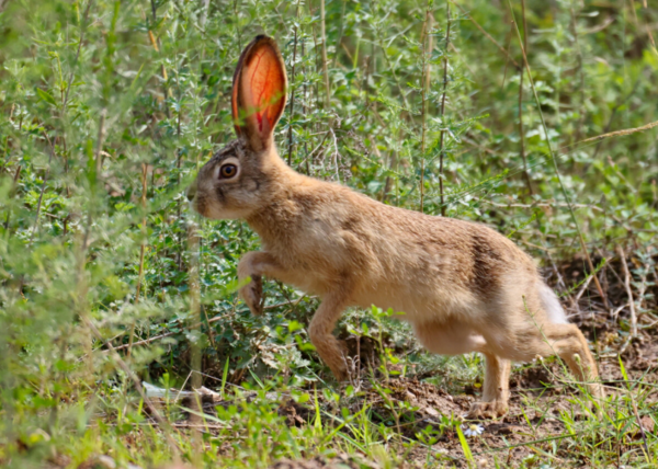 国家安全教育日 | 以案说法：獾子？野兔