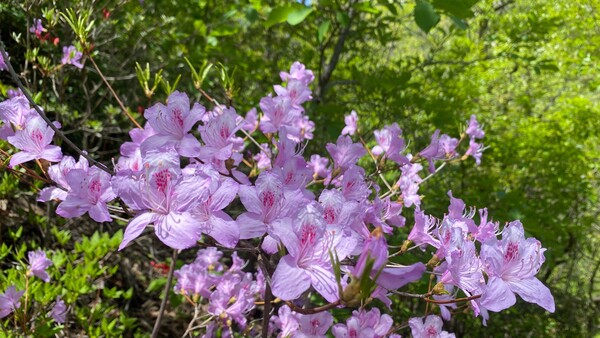 内乡县云露山：刺玫绽放 山水含笑迎宾客