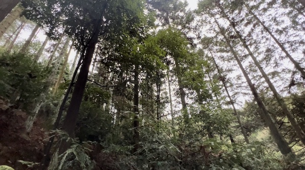 百余株古树被“下毒” 警方出击守护古树绿