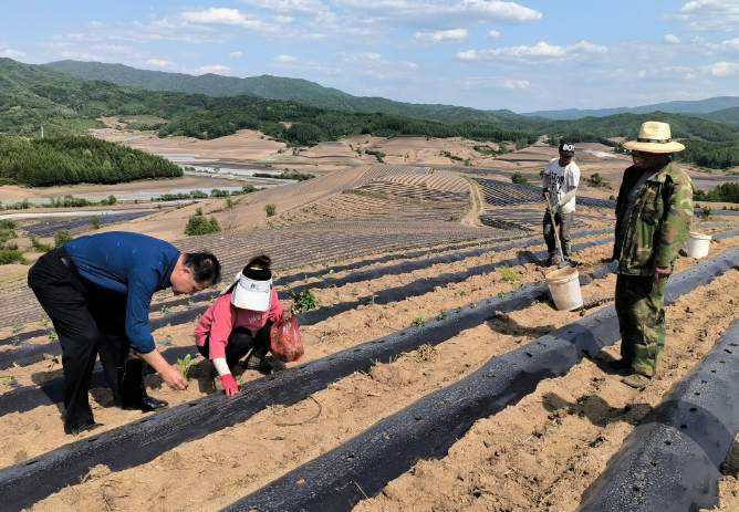 党员干部走进“地瓜田” 探索“无讼村屯”