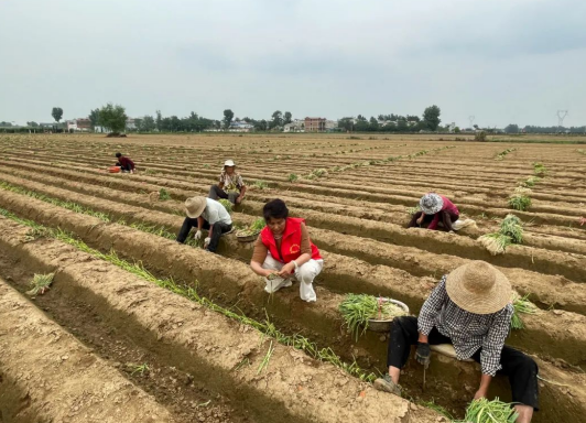 新野县汉华街道:合作社带动农民增收 致富