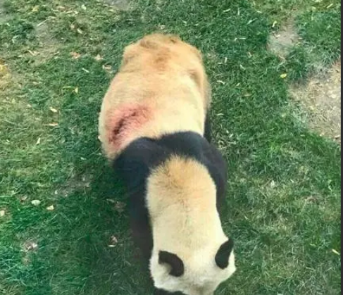 人民网“求真”栏目网传“有饲养员虐待大熊