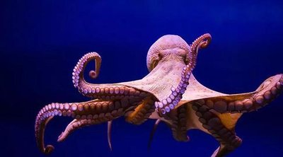 章鱼墨水中化合物可杀癌细胞 