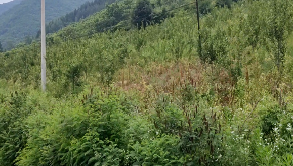 黎红村的机动地承包经营权到底属于谁？