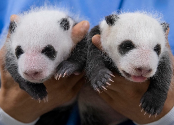 太可爱了！在韩大熊猫双胞胎满月照曝光