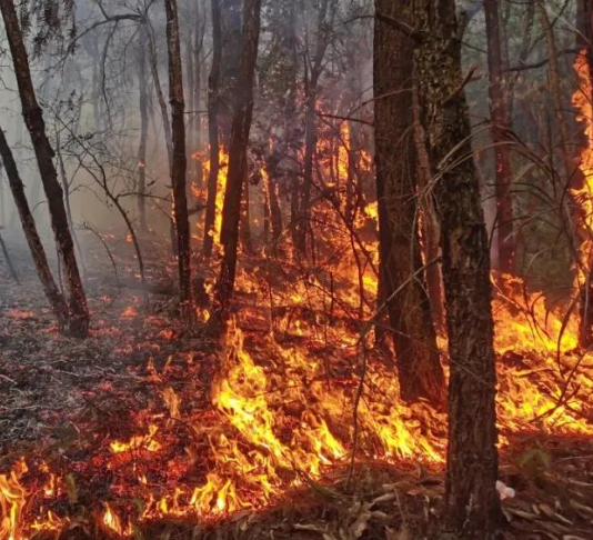 法国南部发生森林火灾3000多人被疏散