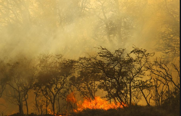 夏威夷野火遇难人数升至99人