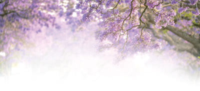 携手向未来 ——南非纪行