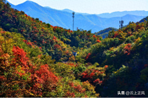 南阳云露山：红叶盛妆扮美锦绣河山