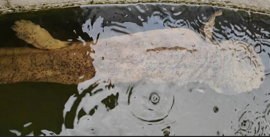 1722410522136870.png 9127252909c05db6c28fd4704d2a5107_5622be5476bdeb0051deca67b3df88f7.png