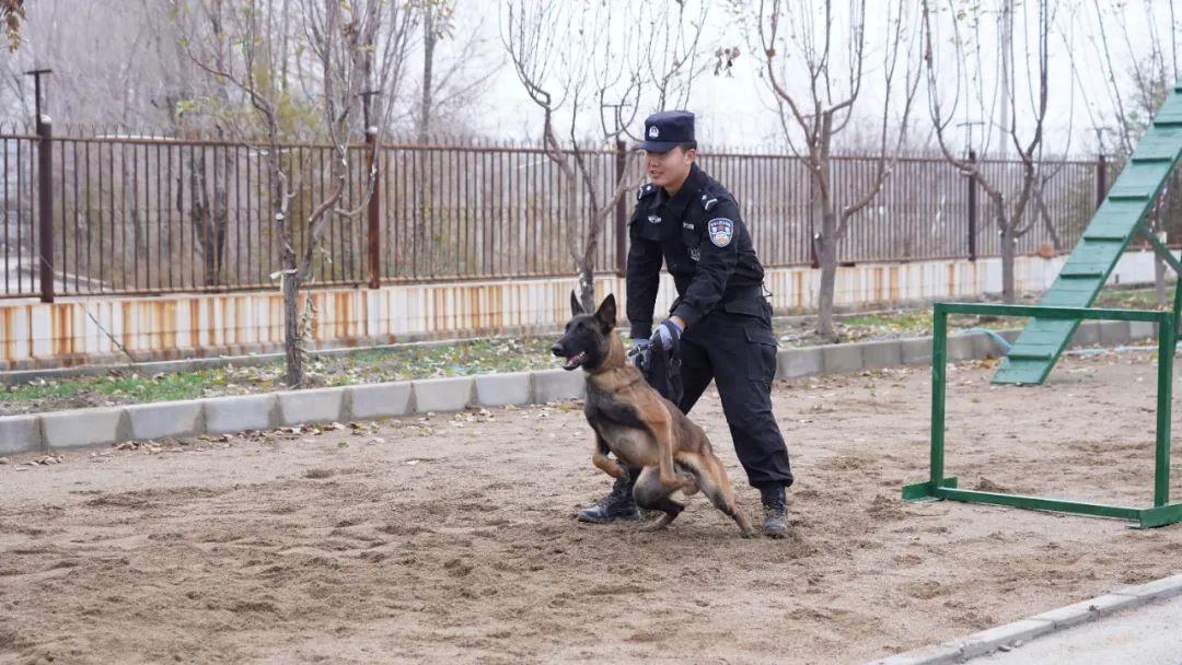 “这是我的战友，叫包子，它虽然比较内向，